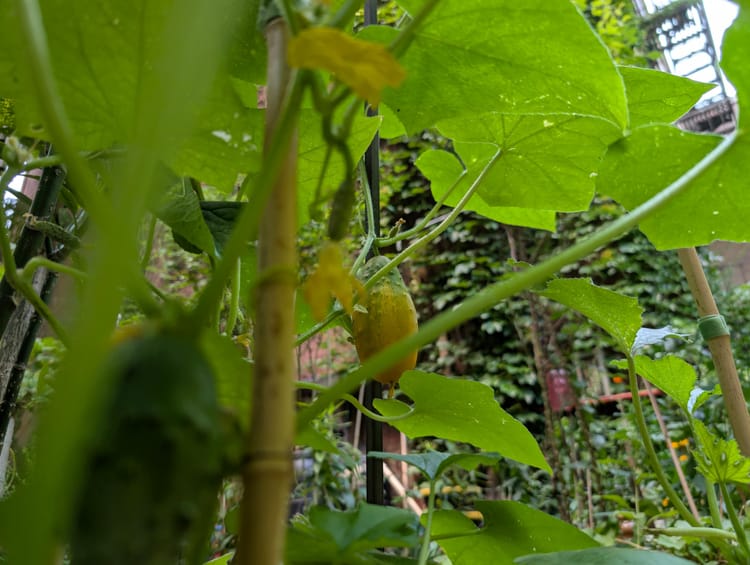 July 2025 Garden Newsletter