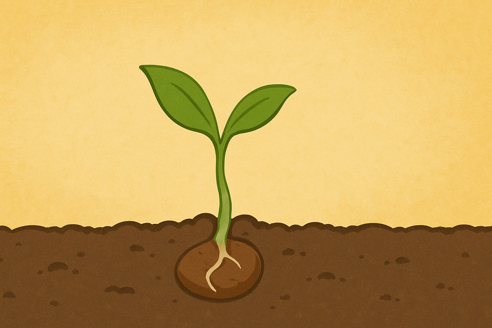 A sprout peaking out from the ground coming from a new seed.
